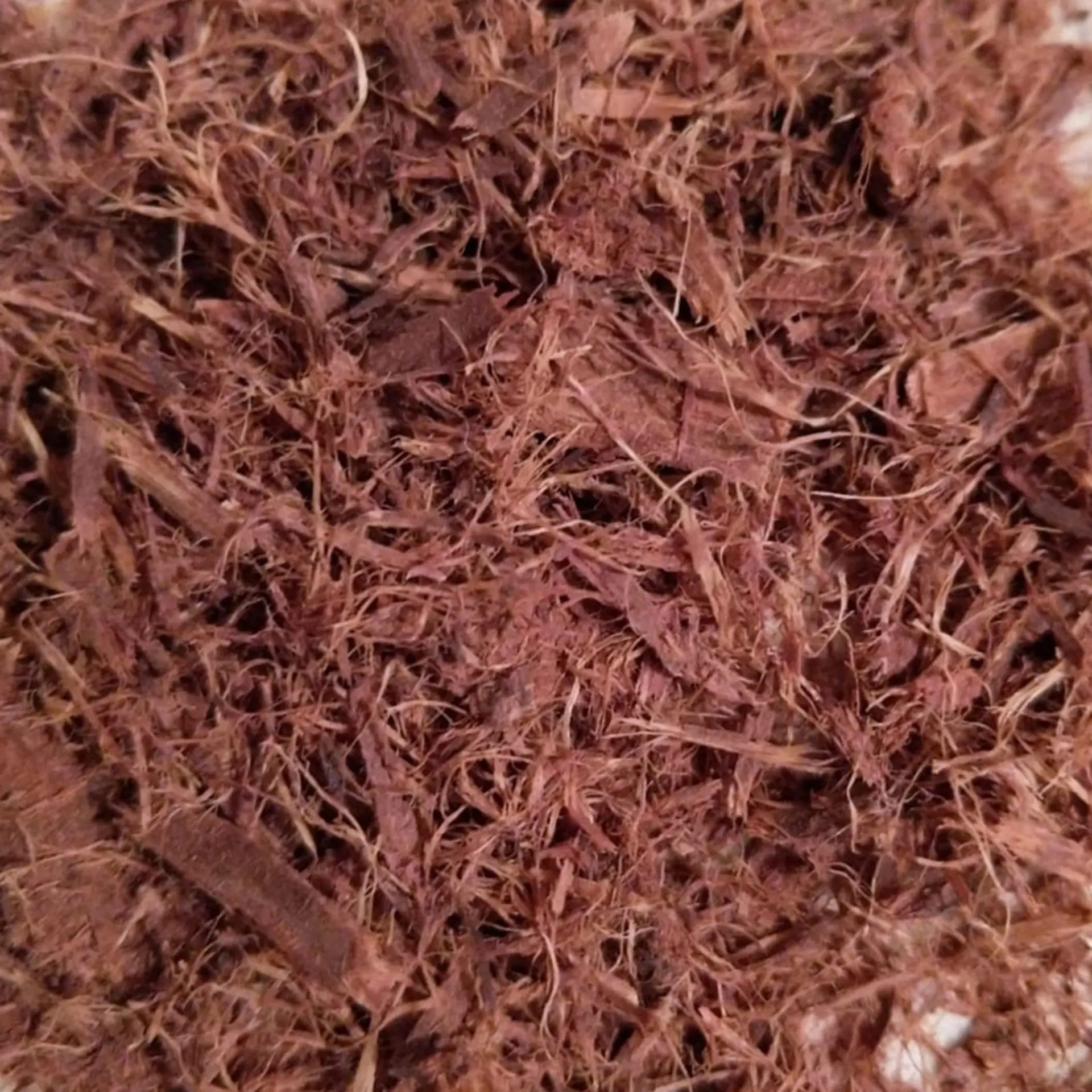Shredded Mexican Mimosa Hostilis Inner Root Bark (MHRB) – Premium Quality